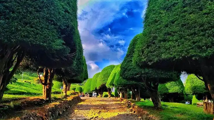 Bukit Jamur Rancabolang Ciwidey