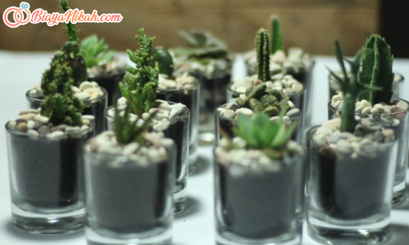 Mini Terarium nikahan