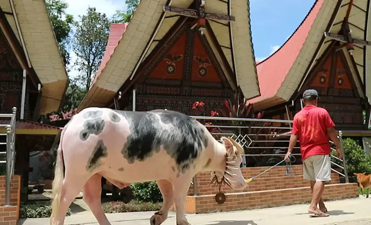 kerbau adat toraja